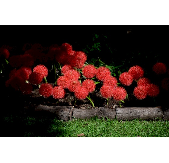 Red blossom in shadow image